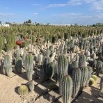 Kardón obrovský (Pachycereus pringlei) - výška 100-120 cm, kont.C40L (-4°C) - STARÝ A VZÁCNY EXEMPLÁR